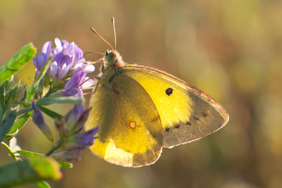 Colias erate - csángó-kéneslepke