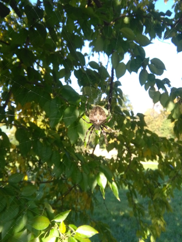 Araneus angulatus - vállas keresztespók Araneus angulatus - vállas keresztespók