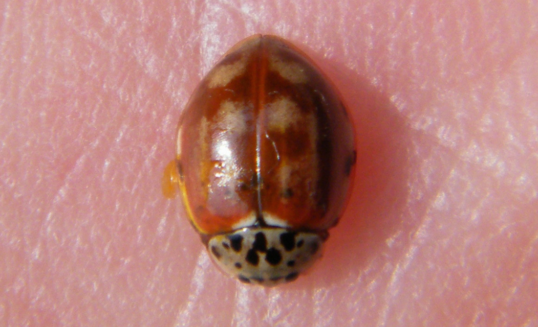 Harmonia quadripunctata - négypettyes katica