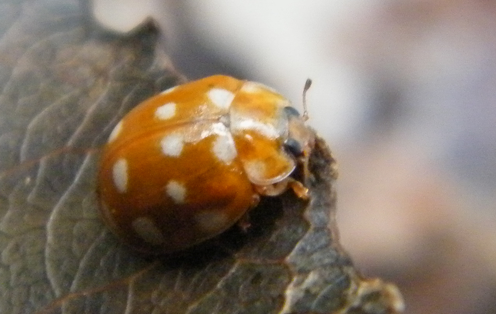Calvia quatuordecimguttata - tizennégycseppes füsskata