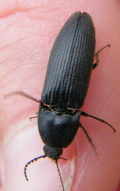 Melanotus punctolineatus - sávos gyászpattanó