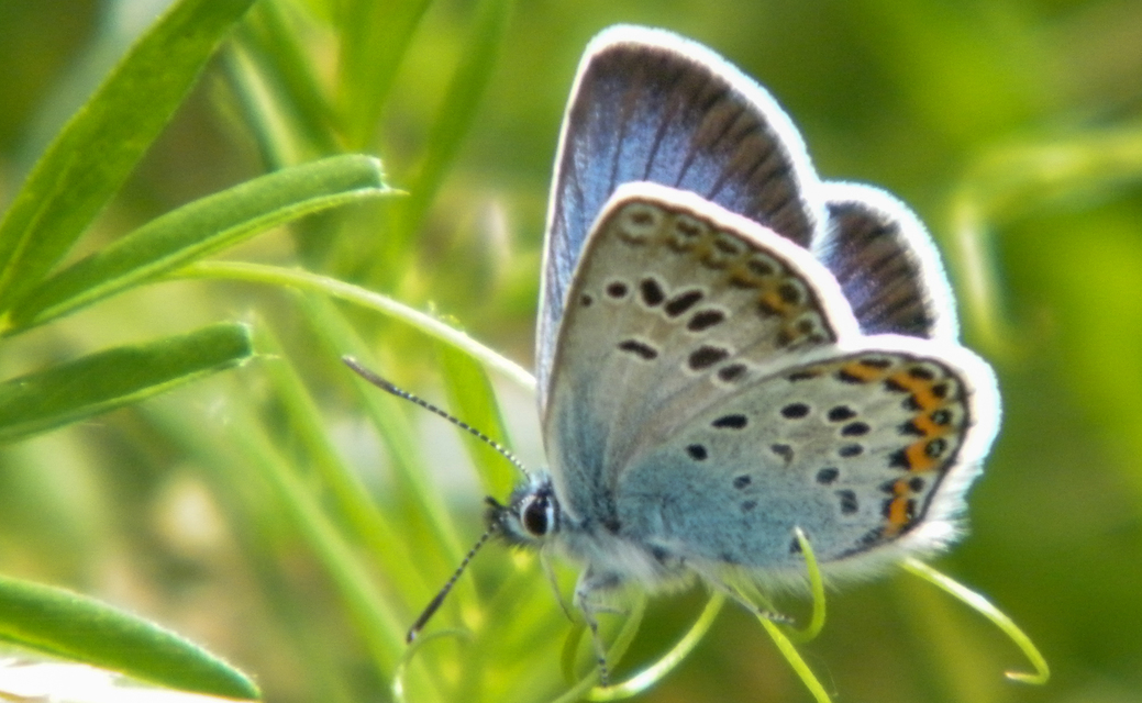Plebejus argus - ezüstös boglárka