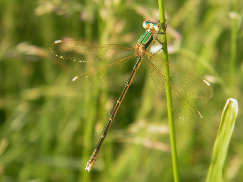 Lestes barbarus - foltosszárnyjegyű rablószitakötő
