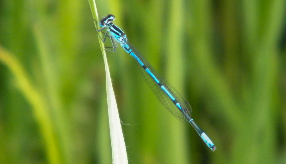 Coenagrion puella - azúrkék légivadász