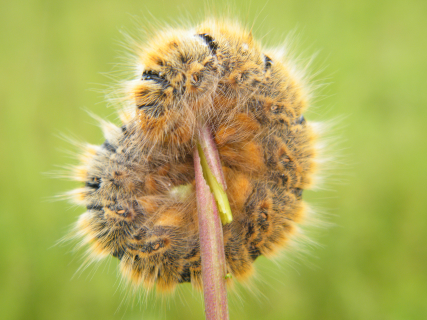 Lasiocampa trifolii - lóhereszövő