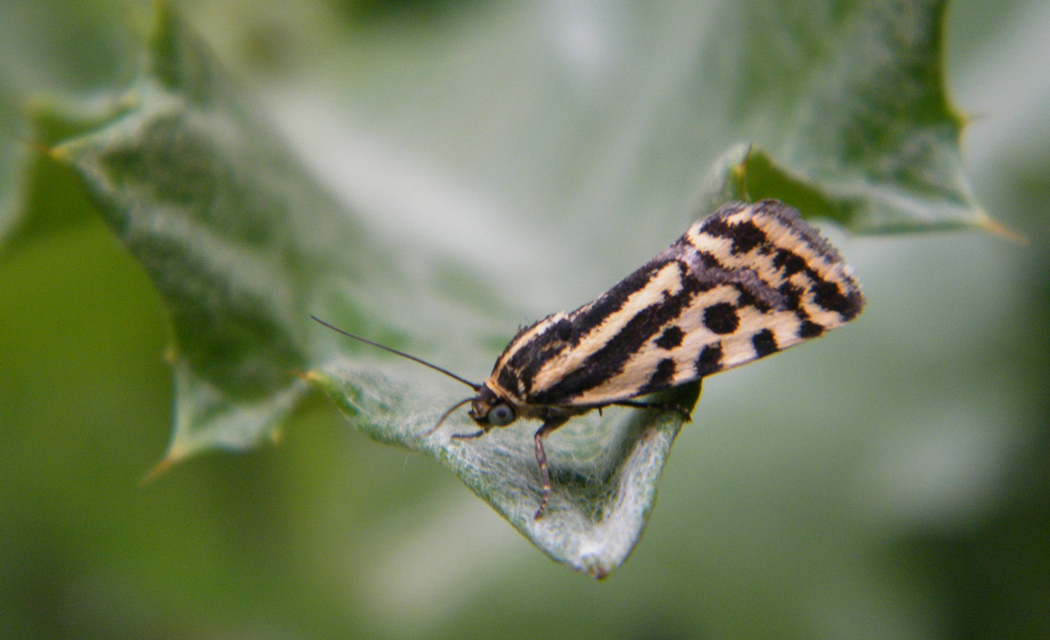 Emmelia trabealis - zebrabagoly