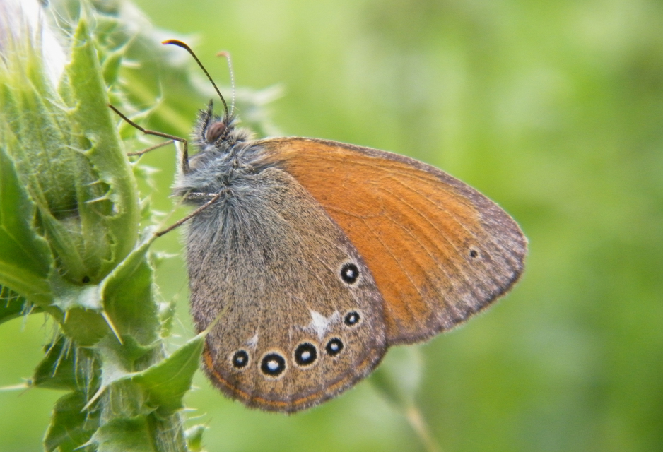 Coenonympha glycerion - közönséges szénalepke