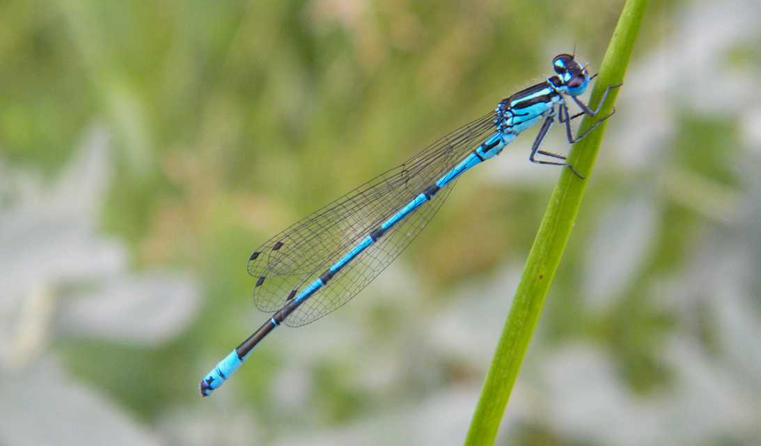 Coenagrion puella - azúrkék légivadász