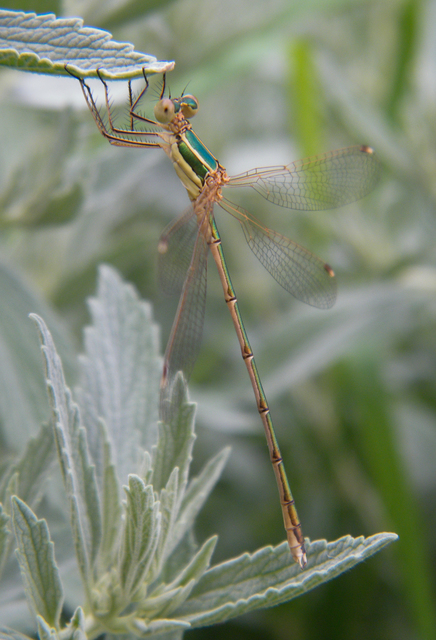 Lestes barbarus - foltosszárnyjegyű rablószitakötő