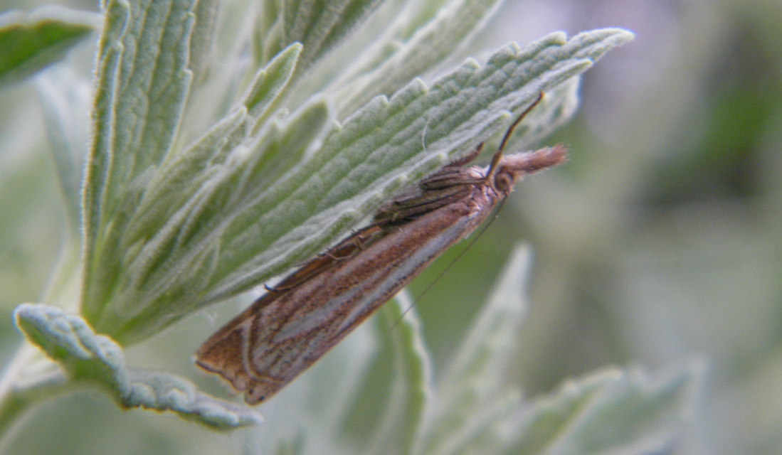 Xanthocrambus lucellus - zegzugos fűgyökérmoly
