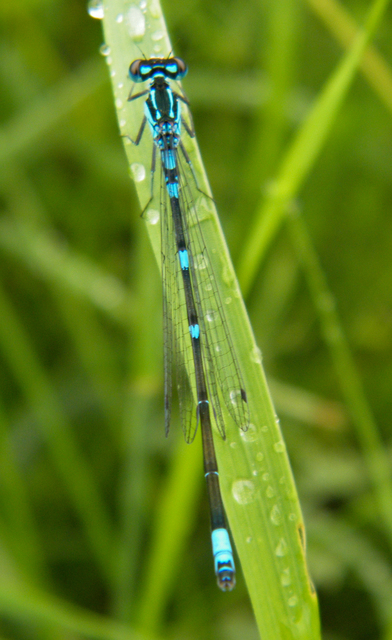 Coenagrion pulchellum - karcsú légivadász