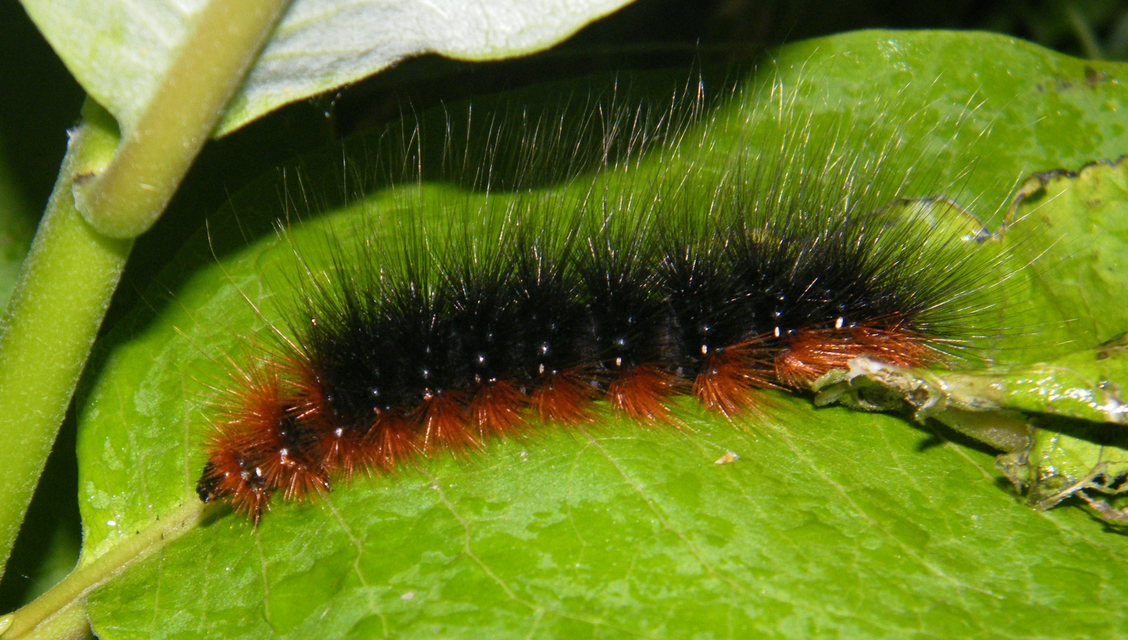 Arctia caja - közönséges medvelepke