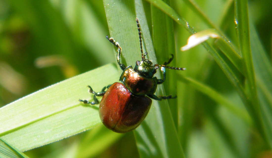 Chrysolina polita - réti mentalevelész