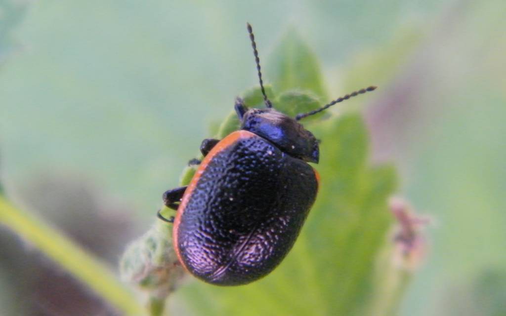 Chrysolina kuesteri - ráncos szegélyeslevelész