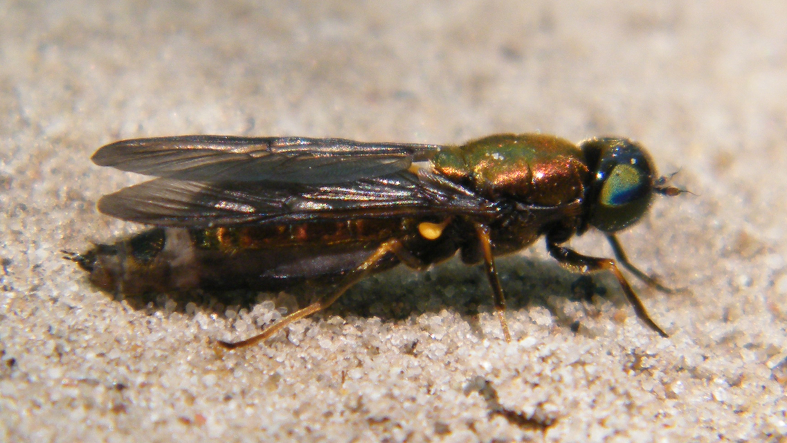 Chloromyia formosa - közönséges fémeslégy