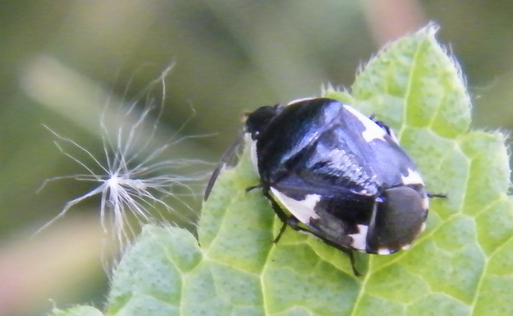 Tritomegas sexmaculatus - hatfoltos földipoloska