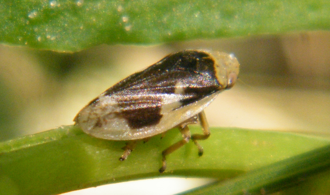 Aphrophoridae