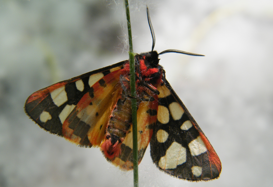 Arctia villica - fekete medvelepke
