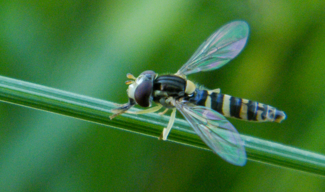 Sphaerophoria