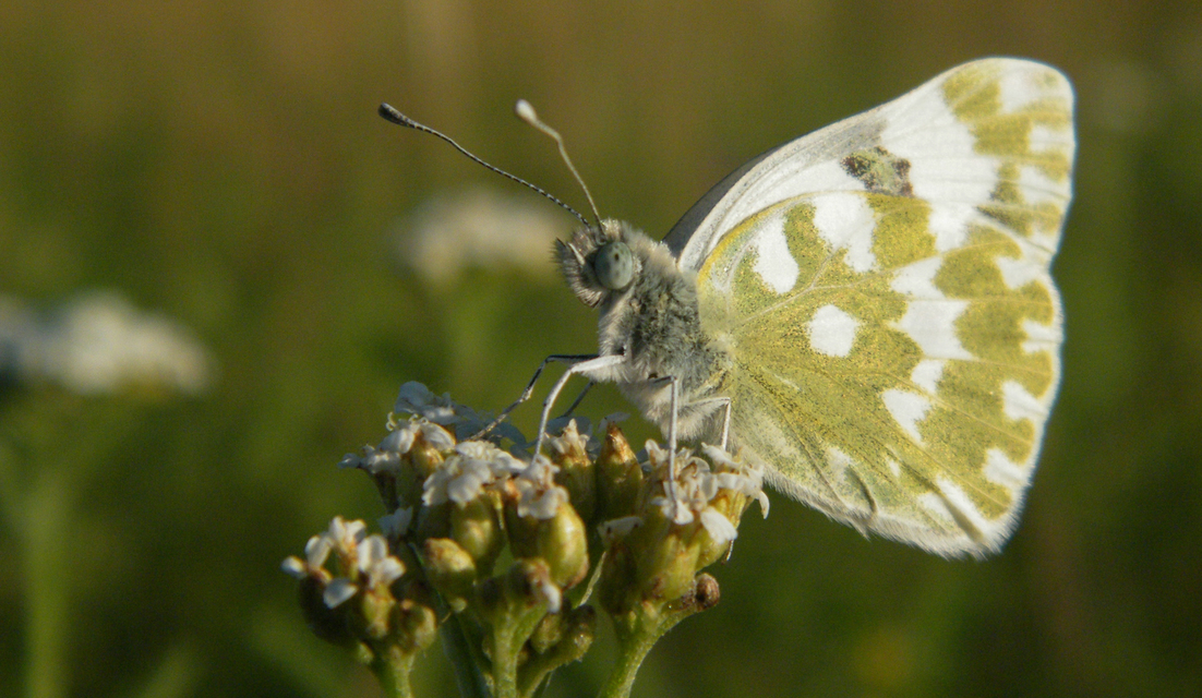 Pontia edusa - rezedalepke