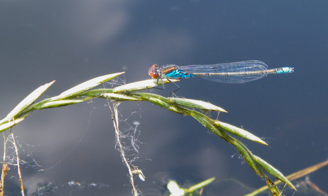Erythromma viridulum - kis pirosszemű-légivadász