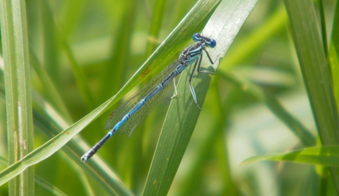 Platycnemis pennipes - széleslábú szitakötő