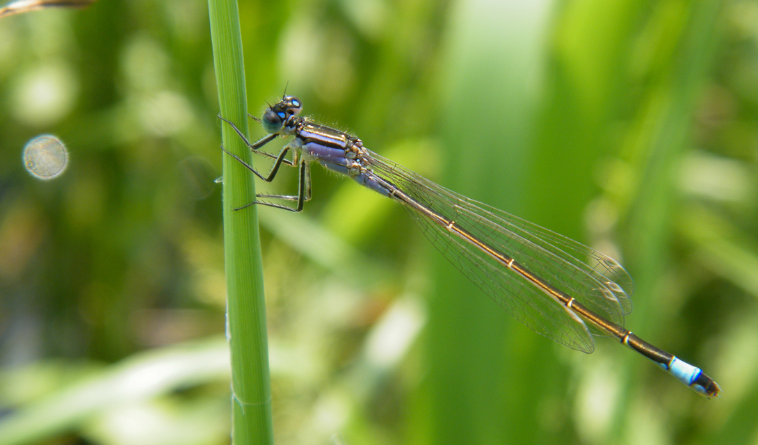 Ischnura elegans pontica - kéköves légivadász