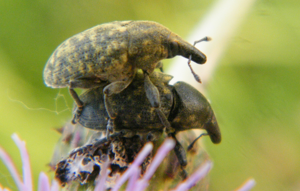 Larinus turbinatus - kúposorrú púderbarkó