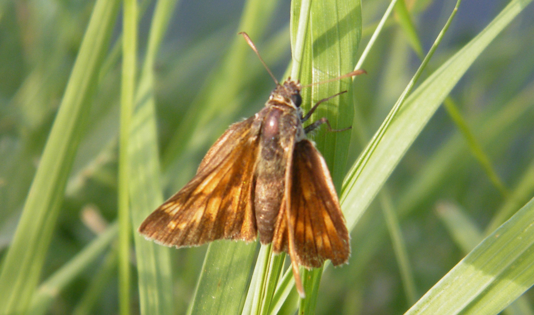 Ochlodes sylvanus - erdei busalepke