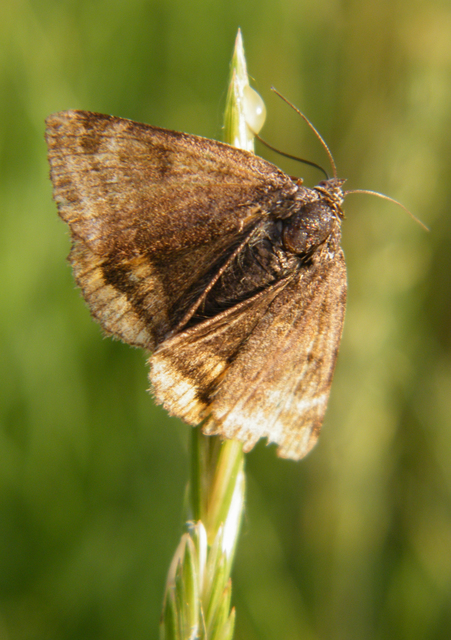 Euclidia glyphica - közönséges nappalibagoly