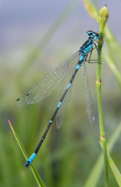Coenagrion pulchellum - karcsú légivadász