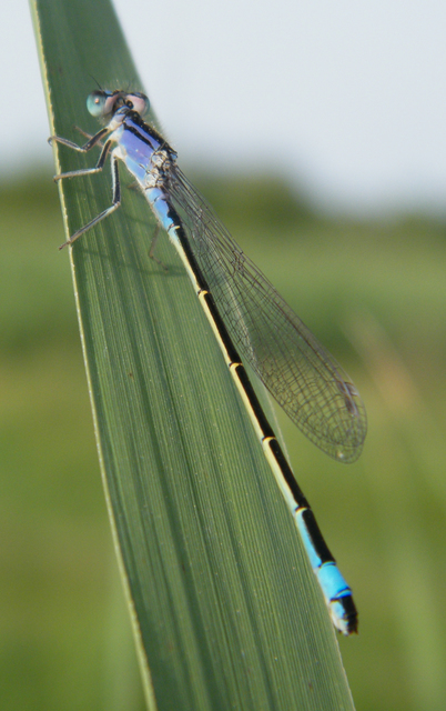 Ischnura elegans pontica - kéköves légivadász