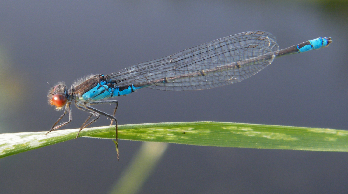 Erythromma viridulum - kis pirosszemű-légivadász