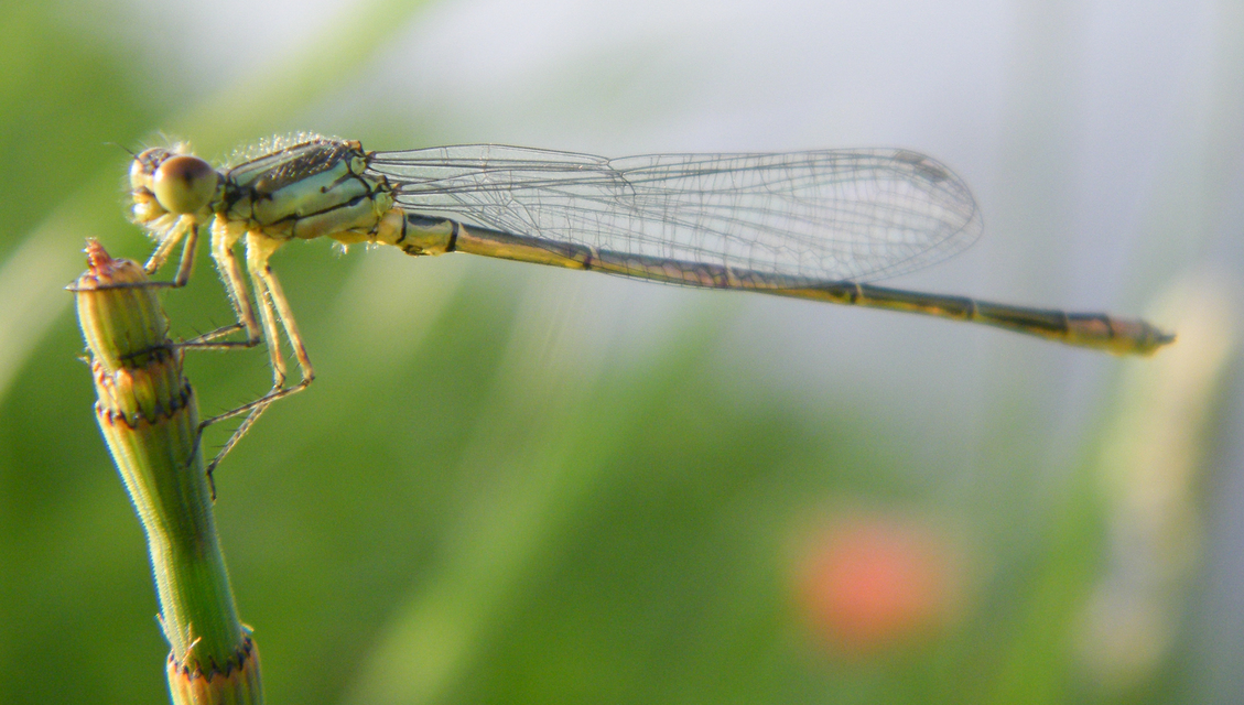 Erythromma viridulum - kis pirosszemű-légivadász