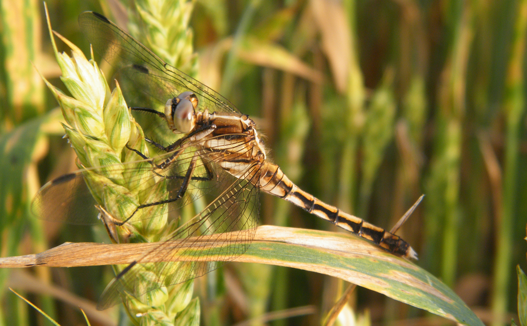 Orthetrum albistylum - fehérfarkú pásztorszitakötő
