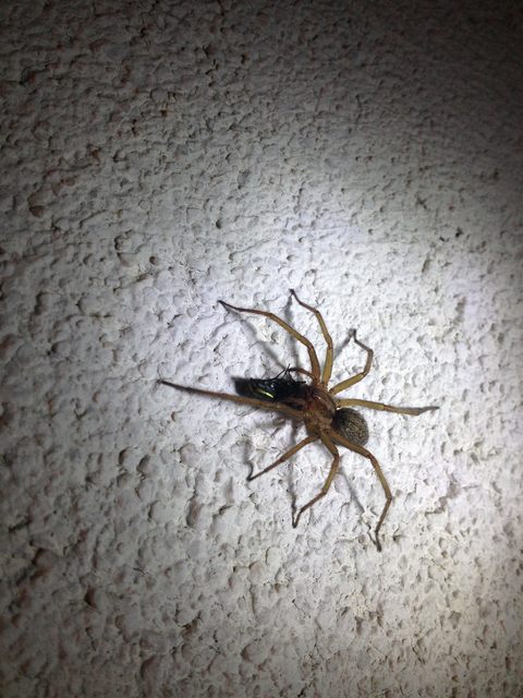 Eratigena agrestis - réti zugpók