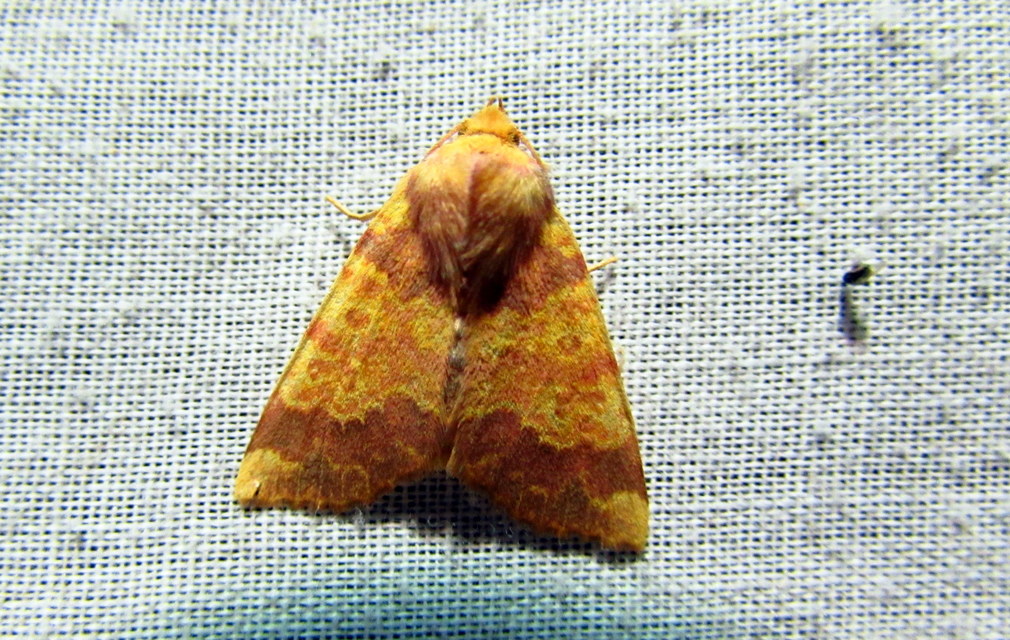 Tiliacea aurago - aranyló sárgabagoly