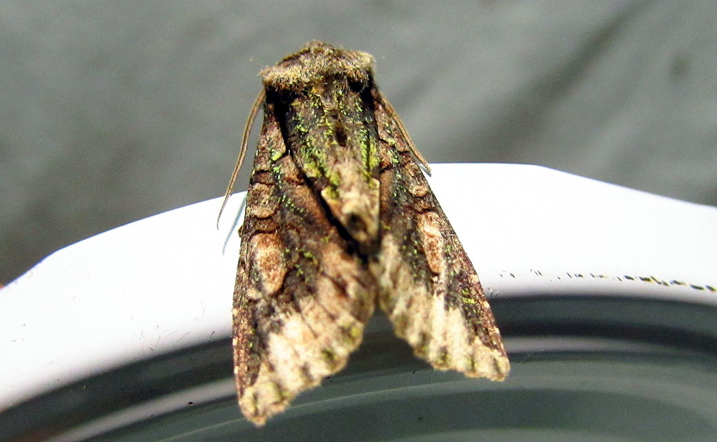 Allophyes oxyacanthae - galagonyabagoly