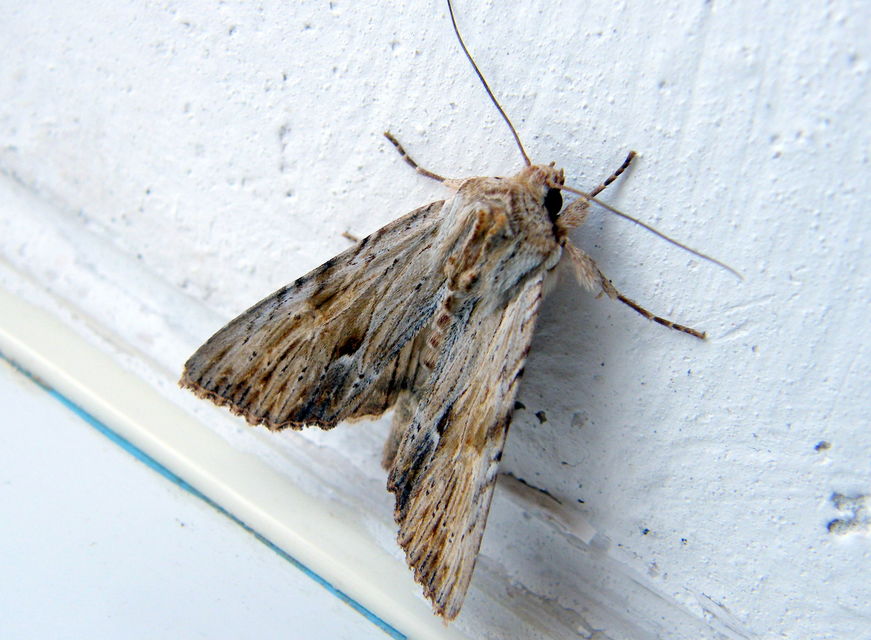 Apamea lithoxylaea - fakó dudvabagoly