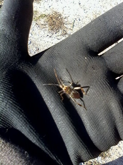 Leptoglossus occidentalis - nyugati levéllábú poloska