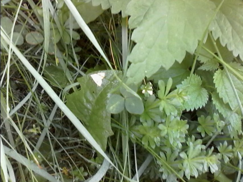 Rivula sericealis - selymes lórombagoly