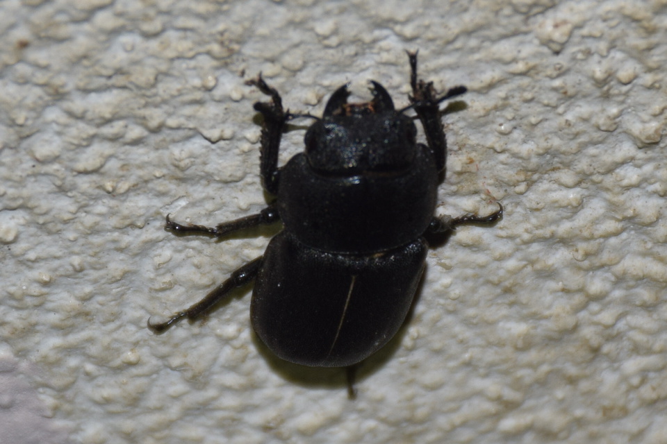 Dorcus parallelipipedus - kis szarvasbogár