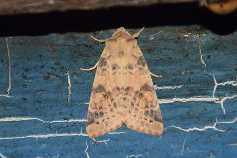 Cirrhia ocellaris - fakó sárgabagoly