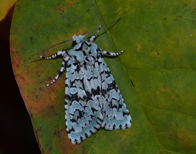 Griposia aprilina - őszi zöldbagoly