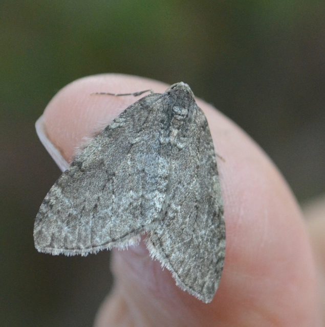Epirrita christyi/dilutata