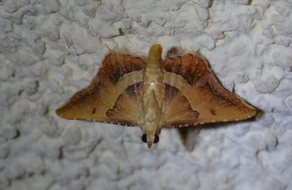 Endotricha flammealis - tüzesszárnyú fényilonca