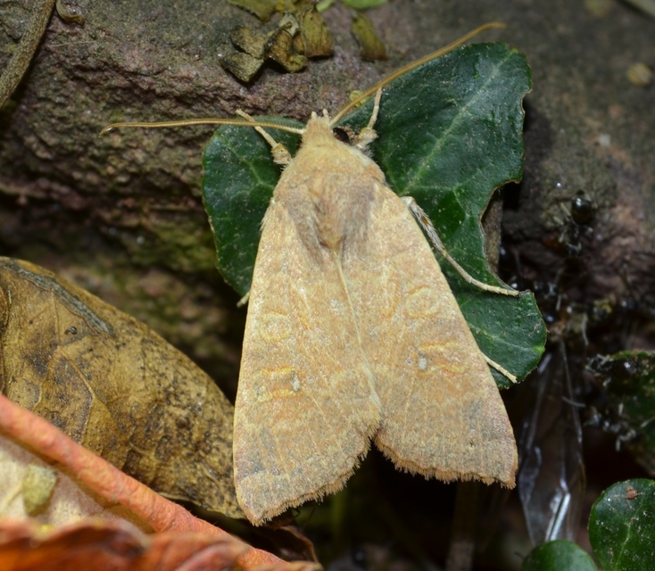 Cirrhia ocellaris - fakó sárgabagoly