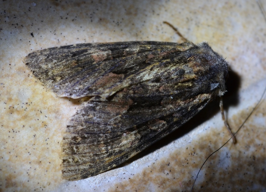 Blepharita satura - őszi porfírbagoly