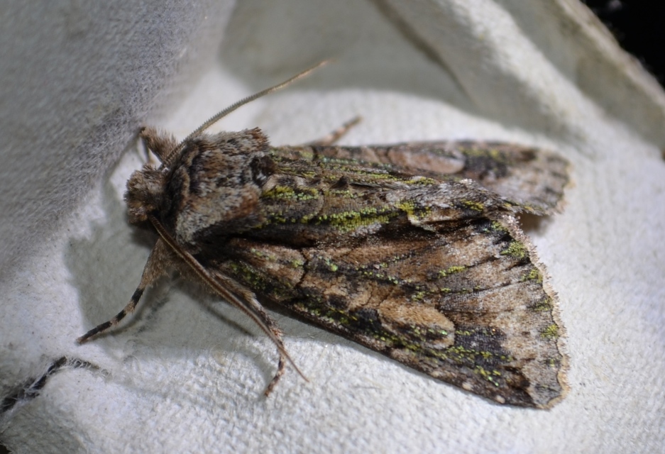 Allophyes oxyacanthae - galagonyabagoly