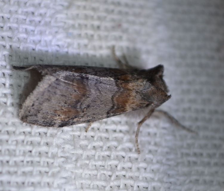 Cymatophorima diluta - őszi pihésszövő